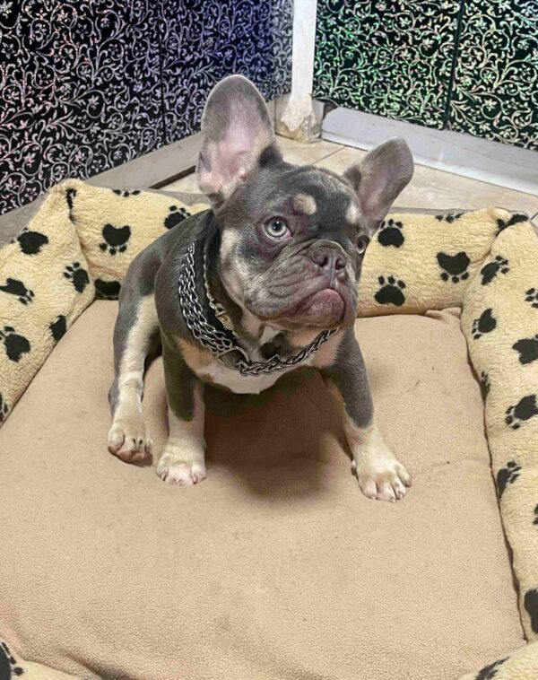 Ucka French Bulldog Ucka French Bulldog