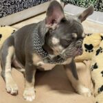 Ucka-female-French-bulldog-puppy-for-sale-2
