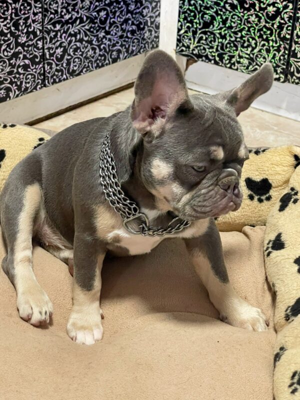 Ucka French Bulldog Ucka French Bulldog