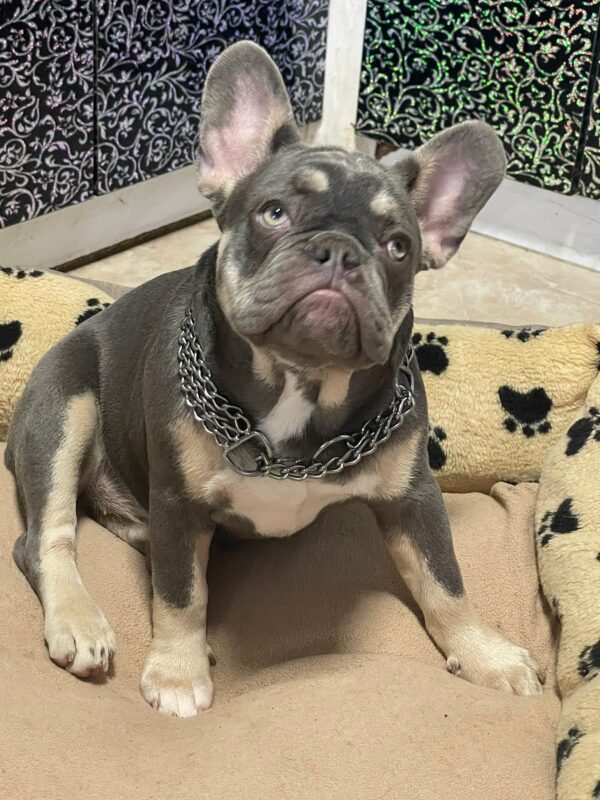 Ucka French Bulldog Ucka French Bulldog