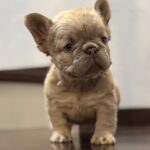Usherette-female-French-Bulldog-puppy-for-sale-1