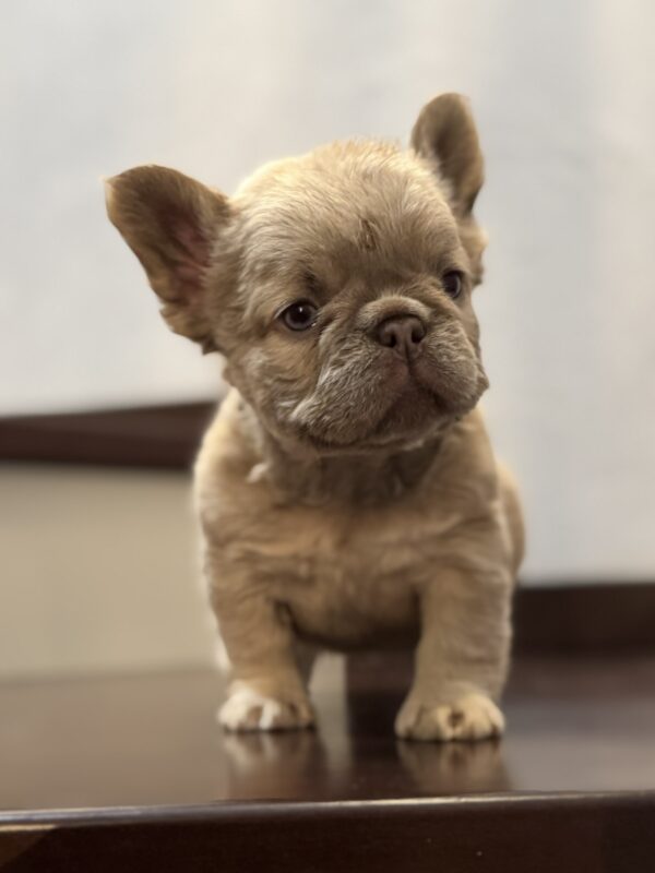 Usherette Fluffy French Bulldog Usherette Fluffy French Bulldog