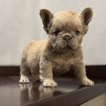 Usherette-female-French-Bulldog-puppy-for-sale-2