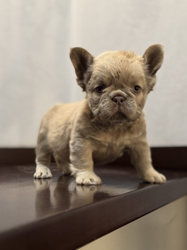 Usherette Fluffy French Bulldog Usherette Fluffy French Bulldog