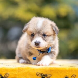 Yale Welsh Corgi Yale Welsh Corgi