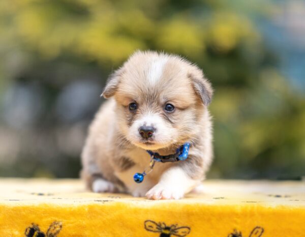 Yale Welsh Corgi Yale Welsh Corgi