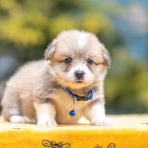 Yale Welsh Corgi Yale Welsh Corgi