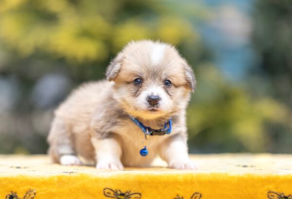 Yale Welsh Corgi Yale Welsh Corgi