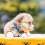 Yale-male-Welsh-Corgi-puppy-for-sale-3