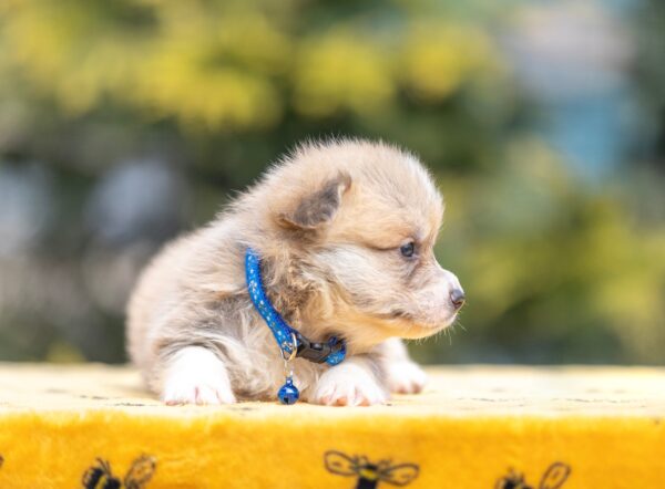 Yale Welsh Corgi Yale Welsh Corgi