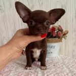 Yancy-male-Chihuahua-puppy-for sale-1