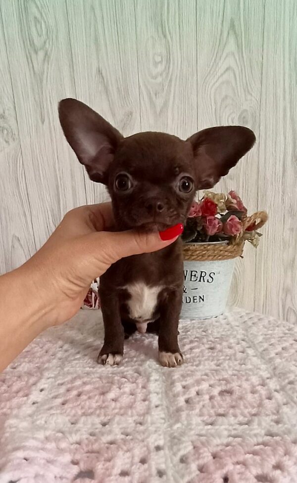 Yancy Chihuahua Yancy Chihuahua