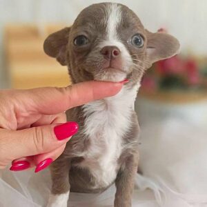 Yaneli Chihuahua Yaneli Chihuahua