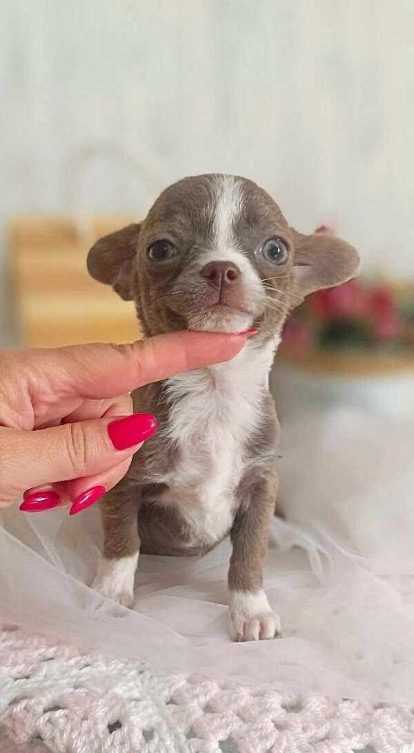 Yaneli Chihuahua Yaneli Chihuahua