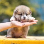 Yanira-female-Welsh-Corgi-puppy-for-sale-1