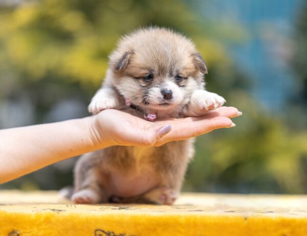 Yanira Welsh Corgi Yanira Welsh Corgi