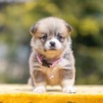 Yanira-female-Welsh-Corgi-puppy-for-sale-2