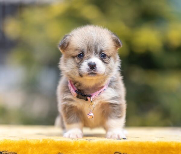 Yanira Welsh Corgi Yanira Welsh Corgi