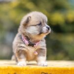 Yanira-female-Welsh-Corgi-puppy-for-sale-3