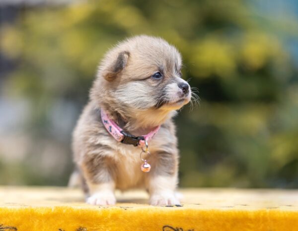 Yanira Welsh Corgi Yanira Welsh Corgi