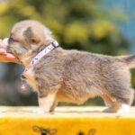 Yanira-female-Welsh-Corgi-puppy-for-sale-4