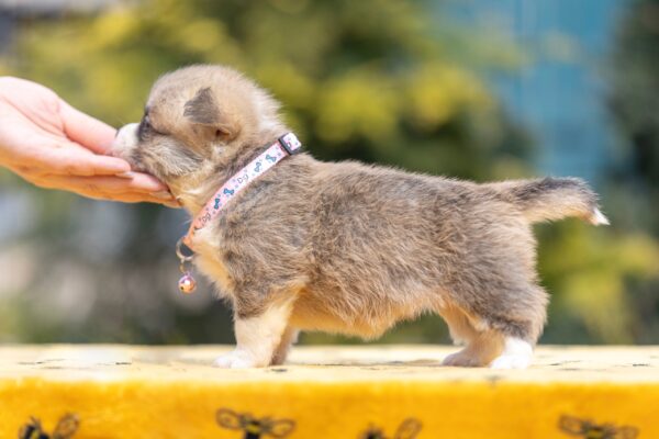 Yanira Welsh Corgi Yanira Welsh Corgi