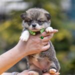 Yara-female-Welsh-Corgi-puppy-for-sale-1