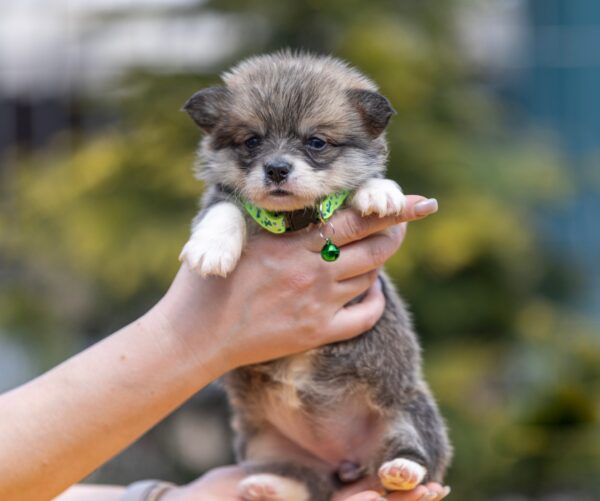 Yara Welsh Corgi Yara Welsh Corgi