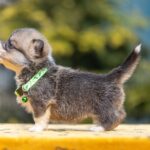 Yara-female-Welsh-Corgi-puppy-for-sale-2