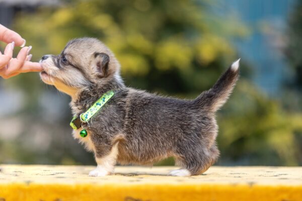 Yara Welsh Corgi Yara Welsh Corgi