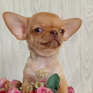 Yasper Chihuahua Yasper Chihuahua