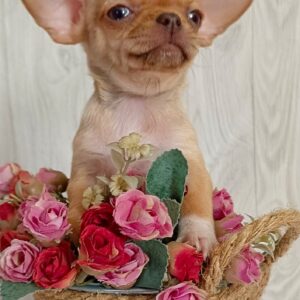 Yasper Chihuahua Yasper Chihuahua