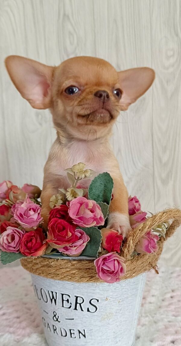 Yasper Chihuahua Yasper Chihuahua