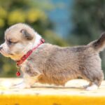 Yelen-female-Welsh-Corgi-puppy-for-sale-1