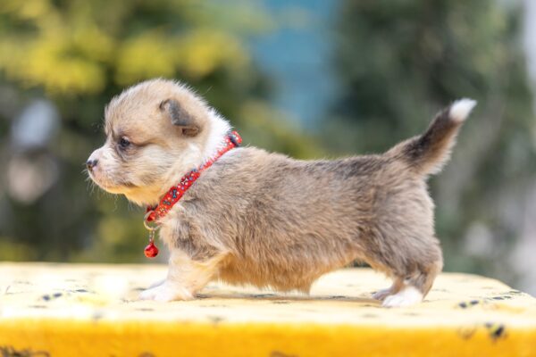 Yelen Welsh Corgi Yelen Welsh Corgi