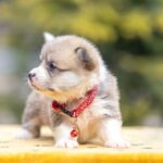 Yelen-female-Welsh-Corgi-puppy-for-sale-2