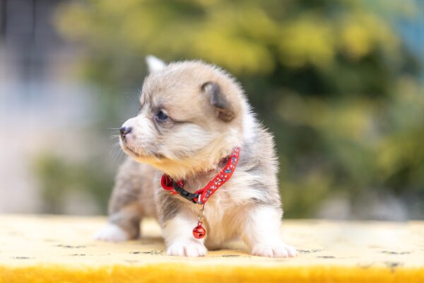 Yelen Welsh Corgi Yelen Welsh Corgi