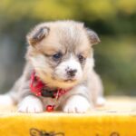 Yelen-female-Welsh-Corgi-puppy-for-sale-3