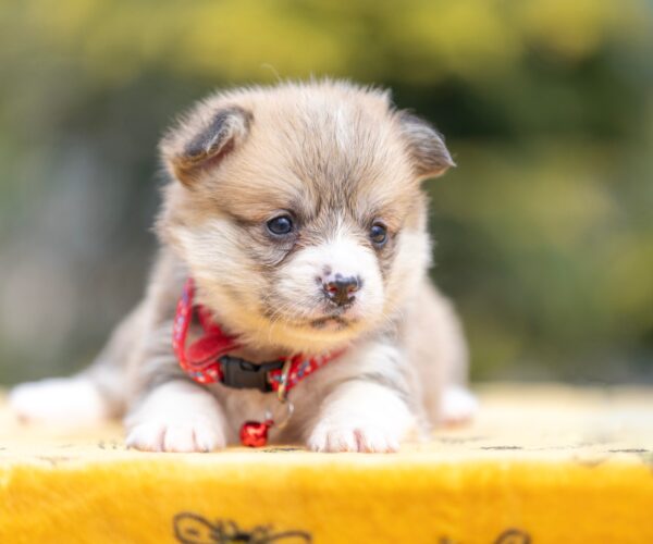 Yelen Welsh Corgi Yelen Welsh Corgi