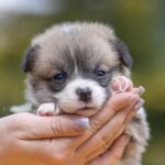 Yukon-male-Welsh-Corgi-puppy-for-sale-1