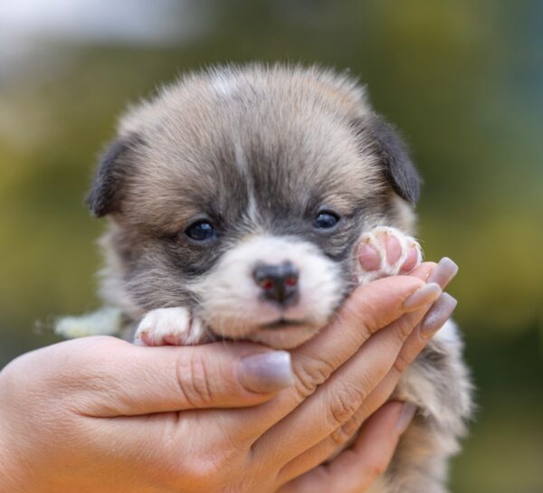 Yukon Welsh Corgi Yukon Welsh Corgi