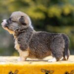 Yukon-male-Welsh-Corgi-puppy-for-sale-2