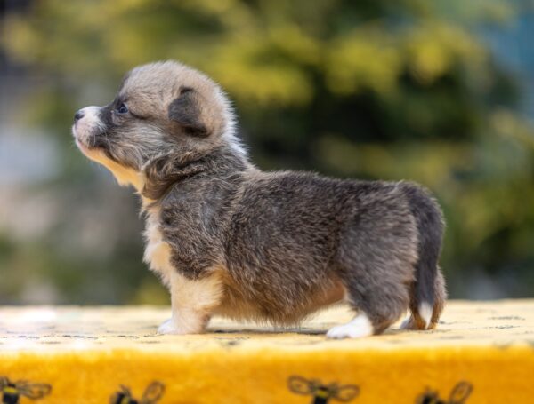 Yukon Welsh Corgi Yukon Welsh Corgi