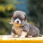 Yukon-male-Welsh-Corgi-puppy-for-sale-3