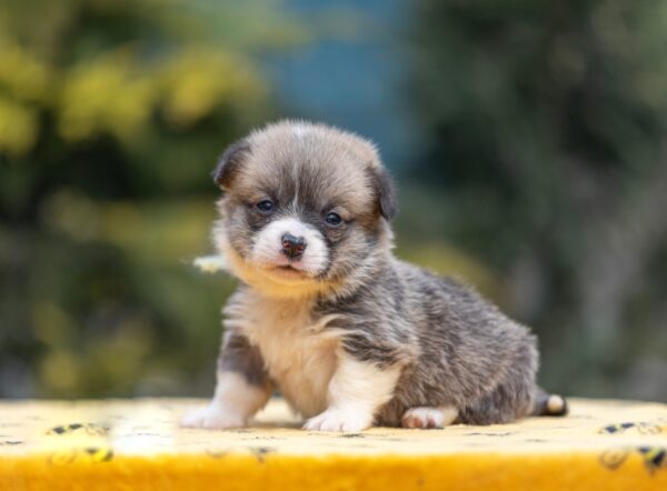 Yukon Welsh Corgi Yukon Welsh Corgi