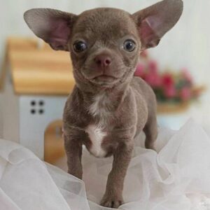 Yvette Chihuahua Yvette Chihuahua