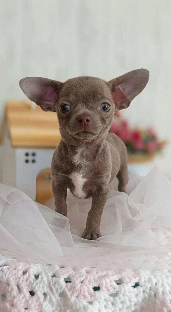 Yvette Chihuahua Yvette Chihuahua