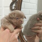Aaron-male-Chihuahua-puppy-for-sale-1