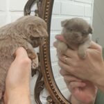 Aaron-male-Chihuahua-puppy-for-sale-2
