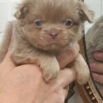 Aaron-male-Chihuahua-puppy-for-sale-3